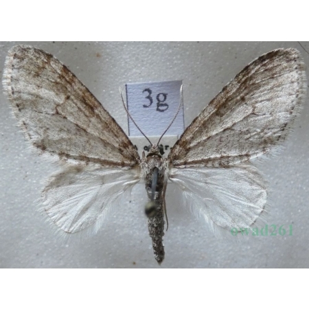 Trichopteryx carpinata (Borkhausen, 1794) Płatynka grabówka Czech3g